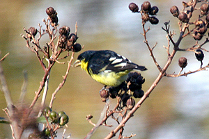 Lesser Goldfinch